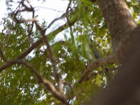 White-breasted Cuckooshrike (Coracina pectoralis)