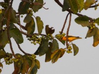 African Golden Oriole (Oriolus auratus)