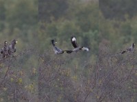 Western Plantain-eater (Crinifer piscator)
