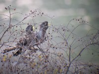 Western Plantain-eater (Crinifer piscator)