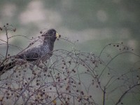 Western Plantain-eater (Crinifer piscator)
