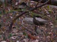 Stone Partridge (Ptilopachus petrosus)