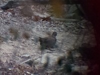 Stone Partridge (Ptilopachus petrosus)