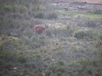 Bushbuck