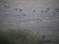 Helmeted Guineafowl (Numida meleagris)