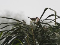 Swamp Palm Bulbul (Thescelocichla leucopleura)