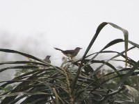 Swamp Palm Bulbul (Thescelocichla leucopleura)