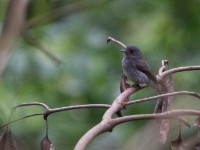 Little Grey Flycatcher (Muscicapa epulata)