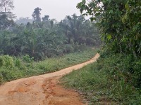 Abrafo Forest Kakum NP