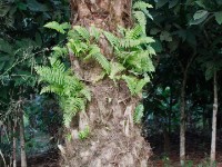 Abrafo Forest Kakum NP
