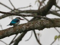 Woodland Kingfisher (Halcyon senegalensis)