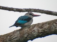 Woodland Kingfisher (Halcyon senegalensis)