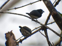 Black-and-white Mannikin (Lonchura bicolor)