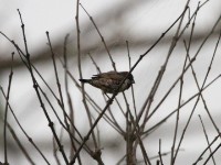 Bronze Mannikin (Lonchura cucullata)