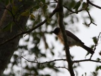 Very Common Bulbul (Pycnonotus barbatus)