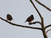 Vieillot's Black Weaver (Ploceus nigerrimus)