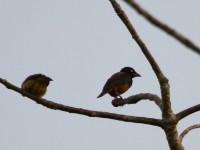 Vieillot's Black Weaver (Ploceus nigerrimus)
