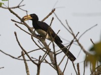 African Pied Hornbill (Lophoceros fasciatus)