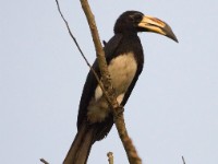 African Pied Hornbill (Lophoceros fasciatus)