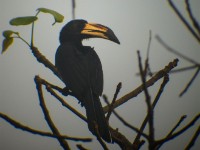 African Pied Hornbill (Lophoceros fasciatus)