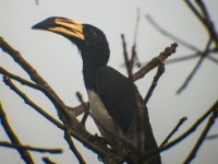 African Pied Hornbill (Lophoceros fasciatus)
