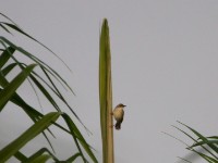 Singing Cisticola (Cisticola cantans)