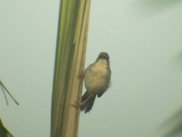 Singing Cisticola (Cisticola cantans)
