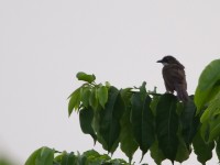 Simple Greenbul (Chlorocichla simplex)