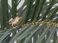 Red-faced Cisticola (Cisticola erythrops)