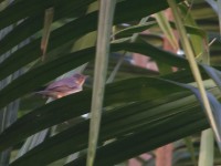 Red-faced Cisticola (Cisticola erythrops)