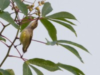 Little Green Sunbird (Anthreptes seimundi)