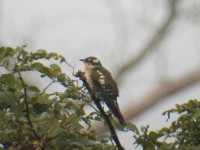 Diederik Cuckoo (Chrysococcyx caprius)