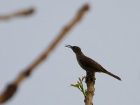 Olive Sunbird (Cyanomitra olivacea)
