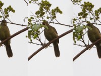 Little Greenbul (Eurillas virens)