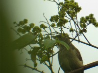 Little Greenbul (Eurillas virens)