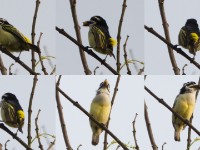 Yellow-rumped Tinkerbird (Pogoniulus bilineatus)