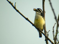 Yellow-rumped Tinkerbird (Pogoniulus bilineatus)