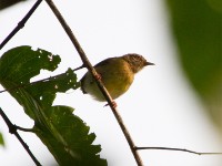 Green Crombec (Sylvietta virens)