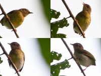 Green Crombec (Sylvietta virens)
