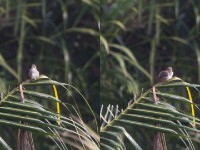 Whistling Cisticola (Cisticola lateralis)