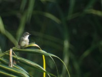 Whistling Cisticola (Cisticola lateralis)