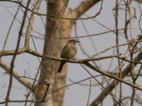 Pale Flycatcher (Melaenornis pallidus)