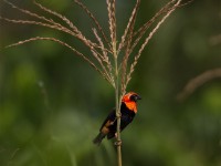 Black-winged Red Bishop (Euplectes hordeaceus)