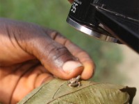 Arthroleptis Frog