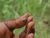Arthroleptis Frog