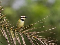 White-throated Bee-eater (Merops albicollis)