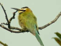 White-throated Bee-eater (Merops albicollis)
