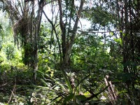 Abrafo Forest Kakum NP