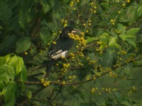 Piping Hornbill (Bycanistes fistulator)
