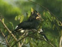 Piping Hornbill (Bycanistes fistulator)